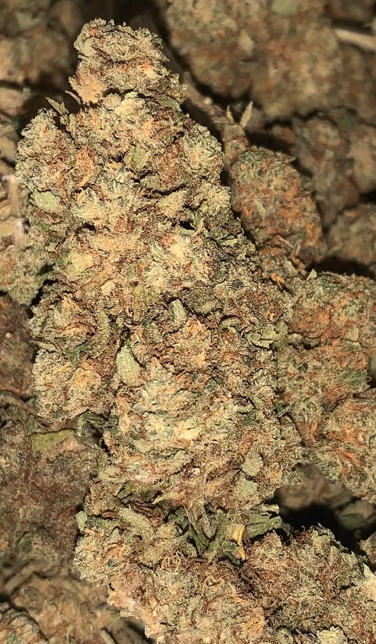 Mango Skunk